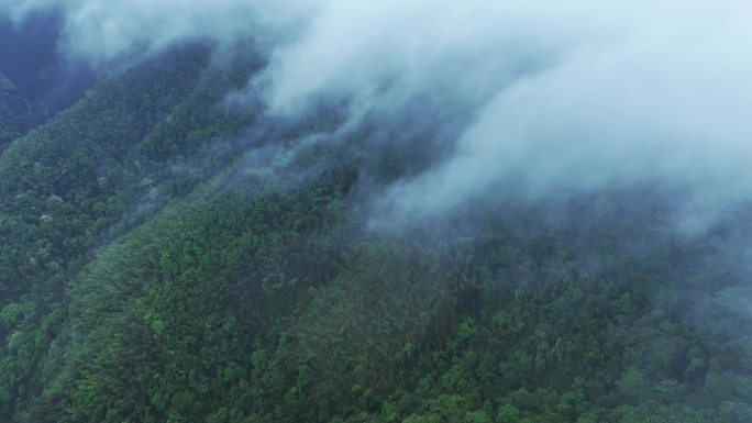 竹林云海 蜀山竹海 意境云海 竹子种植