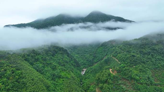 怀集蓝钟古城村红锥古树公园