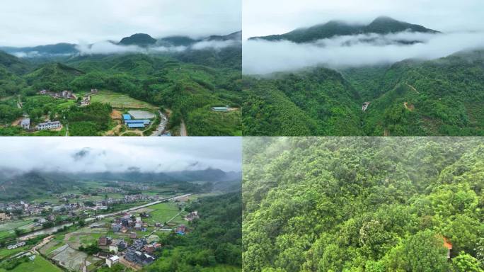 怀集蓝钟古城村红锥古树公园