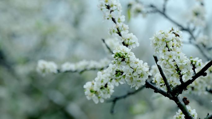 广东茂名信宜钱排 李花 梨花 花开时节