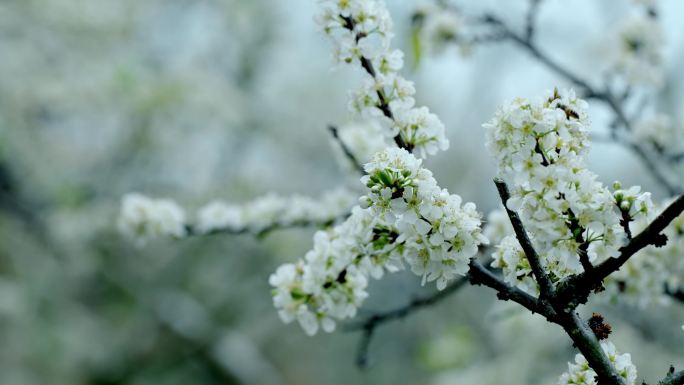 李花 梨花 花开时节