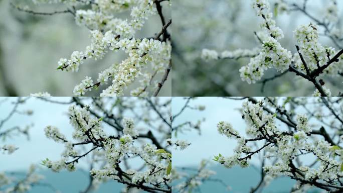 广东茂名信宜钱排 李花 梨花 花开时节