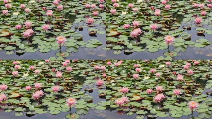 4k实拍池塘中的莲花1