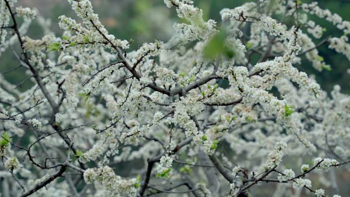 李花 梨花 花开时节