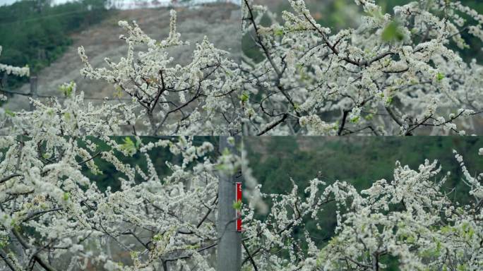 李花 梨花 花开时节