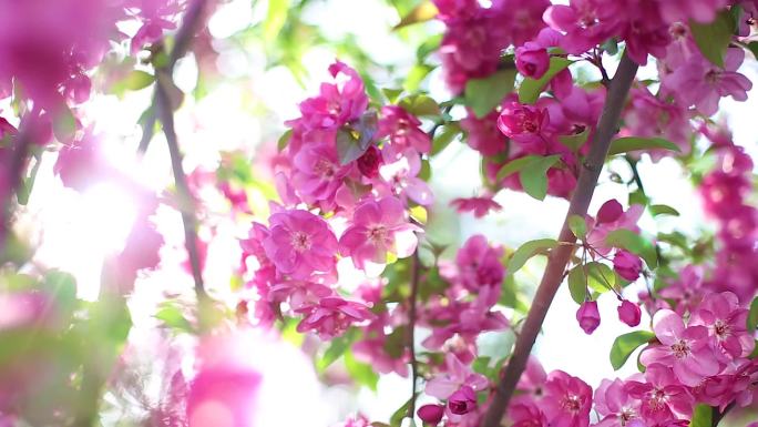 樱花光影斑驳紫花地丁春天片头蜜蜂美好树叶