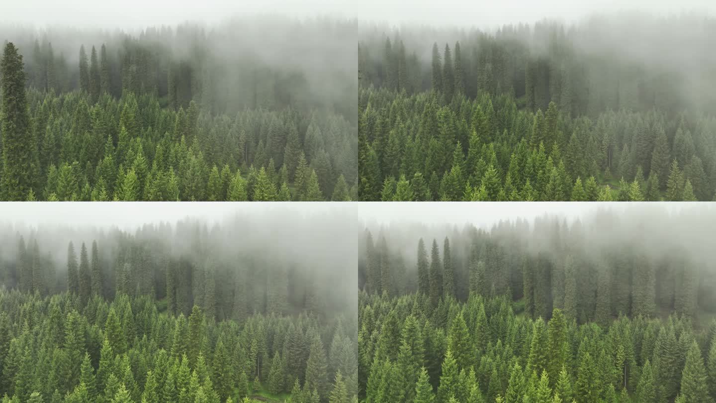 新疆伊犁巩留县库尔德宁风景区云雾下的森林