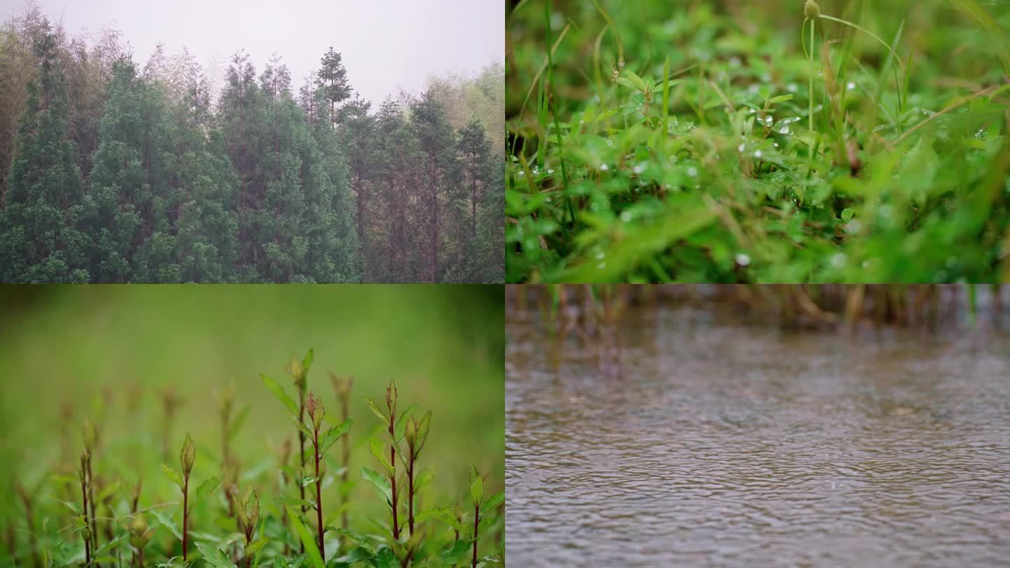 树叶滴水 雨水 清澈河道 河水小河