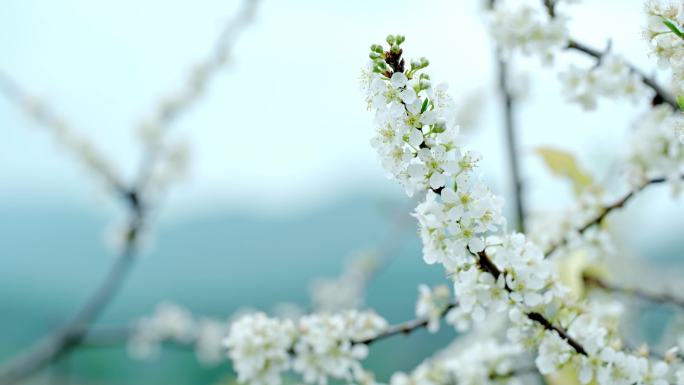广东茂名信宜钱排 李花 梨花 花开时节