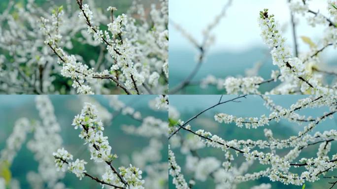 广东茂名信宜钱排 李花 梨花 花开时节