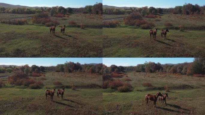4K-Log-航拍秋日原野上的两匹马