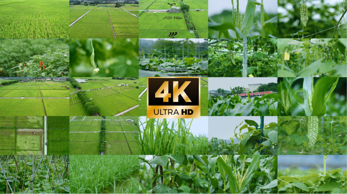 4k农业种植水稻稻田航拍玉米苦瓜实拍素材
