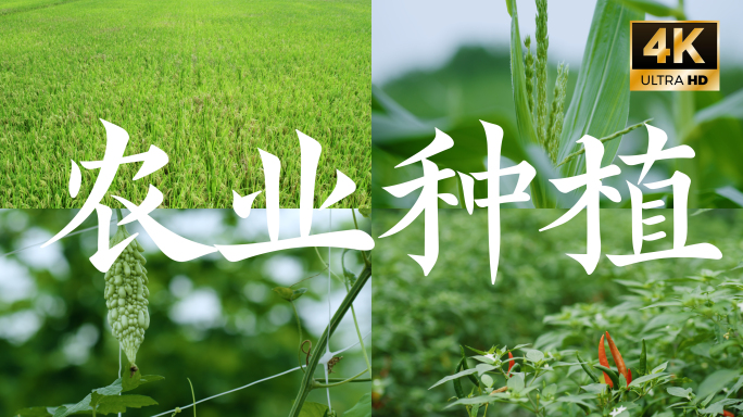 4k农业种植水稻稻田航拍玉米苦瓜实拍素材