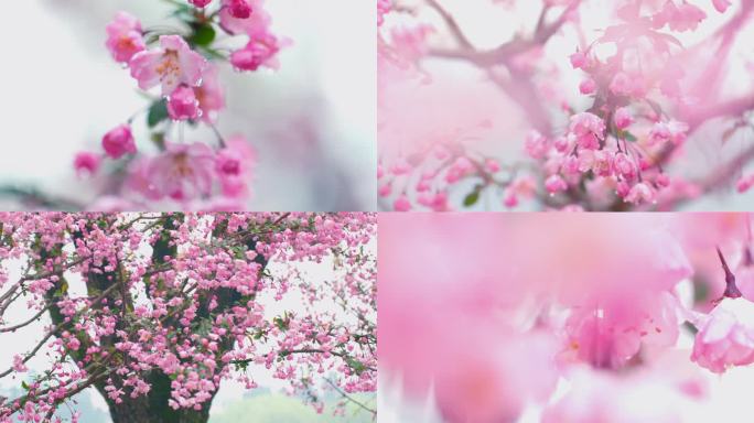 唯美粉色垂丝海棠樱花满树鲜花美丽