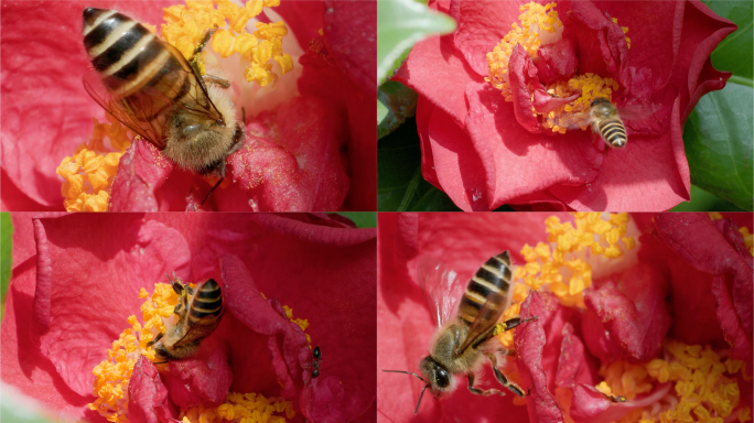 蜜蜂飞舞山茶花间：微距升格下的采蜜奇观