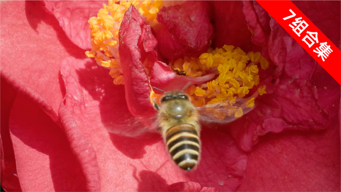 蜜蜂飞舞山茶花间：微距升格下的采蜜奇观
