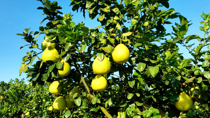 （原创）柚子成熟  农民蜜柚丰收