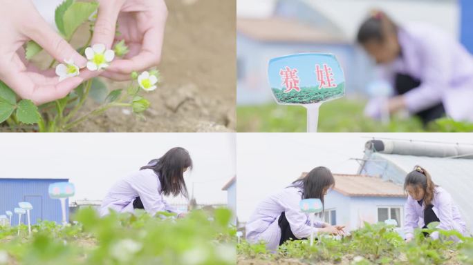 草莓苗科学试验田