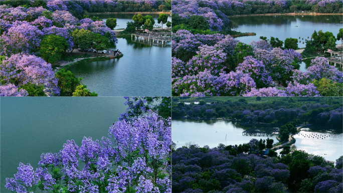 成都牧马湖 蓝花楹