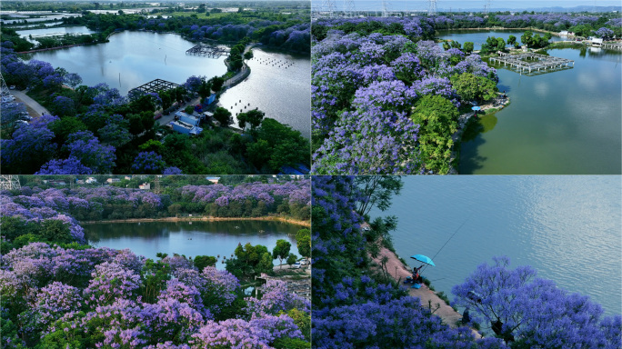 成都牧马湖 蓝花楹