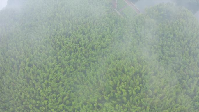 高空大雾中的蜀南竹海风景航拍