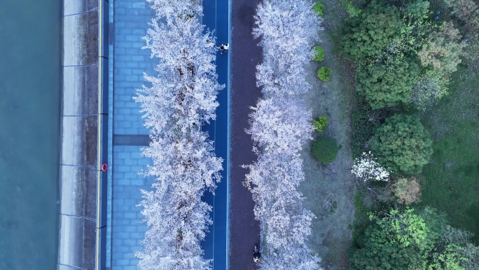 杭州樱花跑道