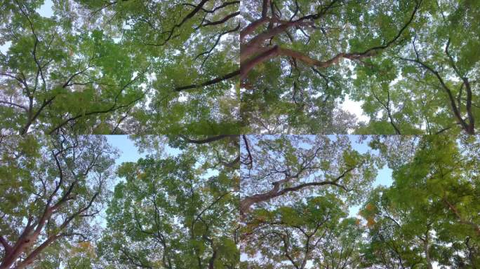 唯美仰望仰视仰拍树林树叶树木空镜头49