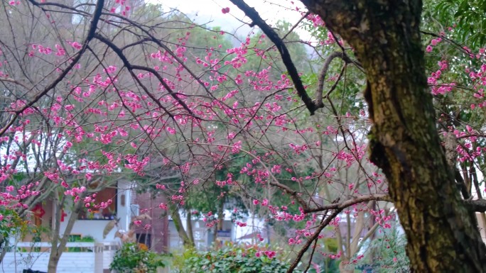 春天来了花朵盛开植被树林树木流水风景视频
