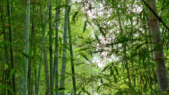 历史园林古代竹林小路小道小径徽州蓝天白云