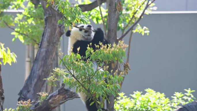 成都大熊猫繁育基地可爱大熊猫幼崽爬树玩耍
