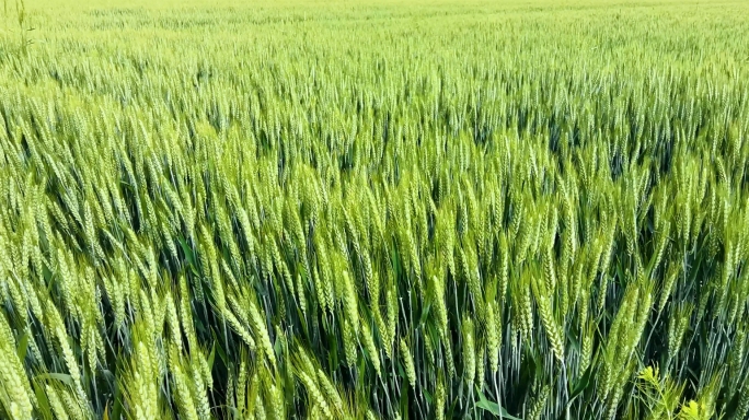 小麦 绿色麦田 农作物