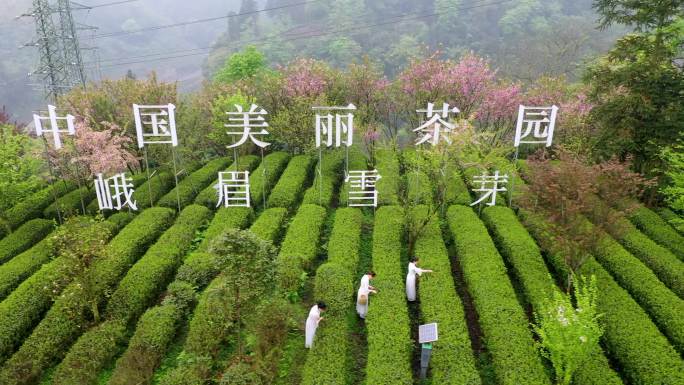 最美茶园航拍素材
