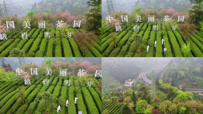 最美茶园航拍素材