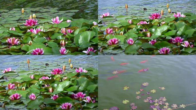 夏天池塘里盛开的睡莲合集