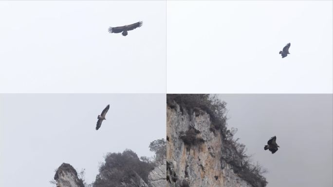 天空峡谷翱翔的鹰秃鹫素材