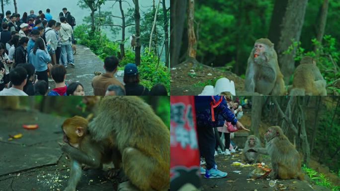 游客逗猴子投喂猕猴猴子