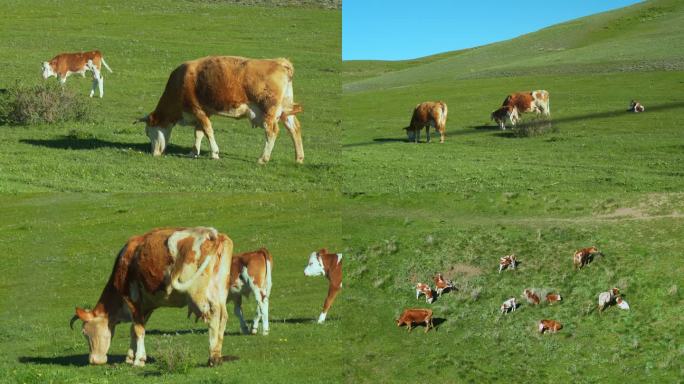 雪山草原牛群奶牛牛犊