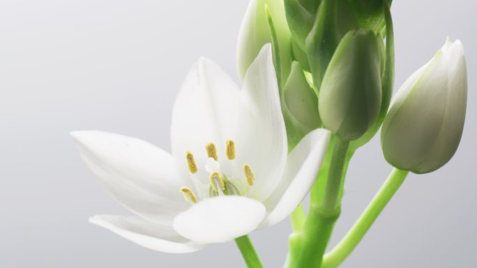 实拍雀梅 鲜花 虎眼万年青