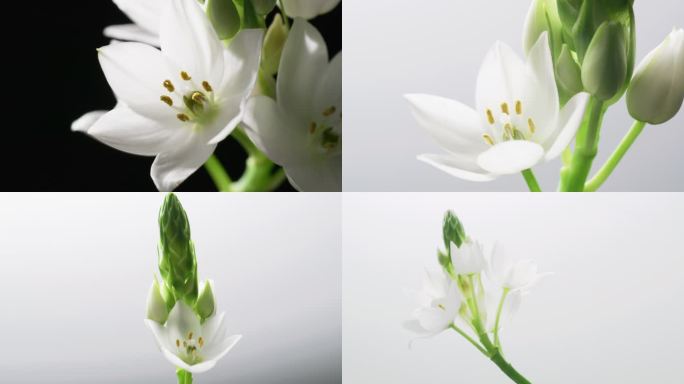 实拍雀梅 鲜花 虎眼万年青