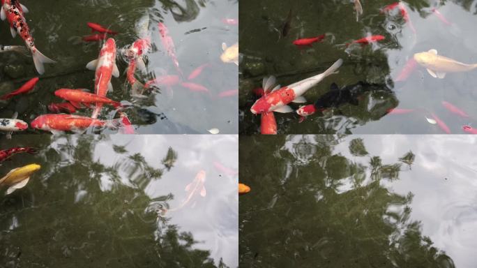 锦鲤 鲤鱼 池塘鲤鱼 游走的鱼 好运