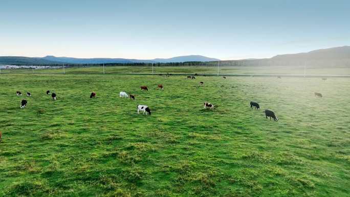 草原牧场白马奶牛吃草