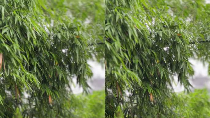 叶子下雨雨滴空镜头夏天