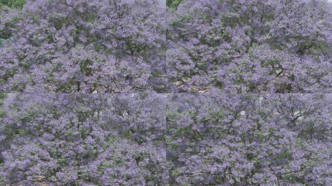 蓝花楹 紫色花开 树开紫花