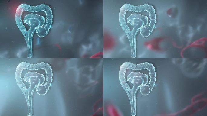 子宫卵巢妇科疾病