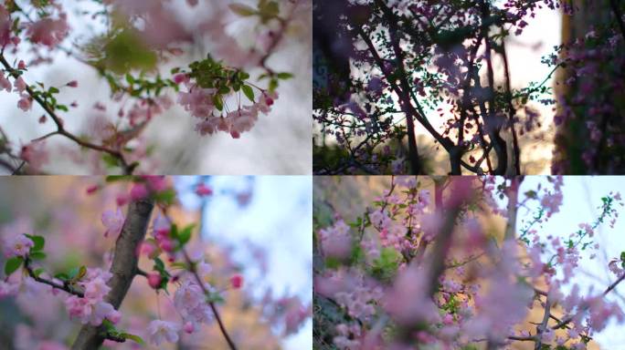 春天花朵樱花绽放植物风景视频素材