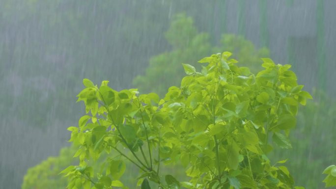 城市下暴雨倾盆大雨下雨天雨水雨滴植物树叶