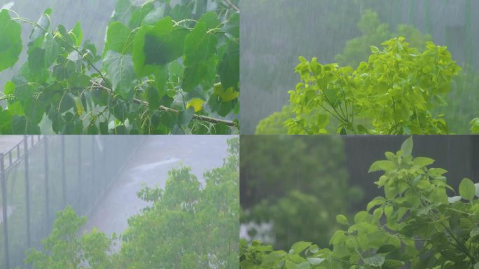 城市下暴雨倾盆大雨下雨天雨水雨滴植物树叶