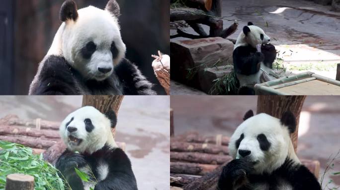 180帧慢动作济南动物园大熊猫吃竹笋合集