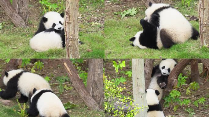 两只可爱大熊猫幼崽在一起玩耍嬉戏追逐打闹