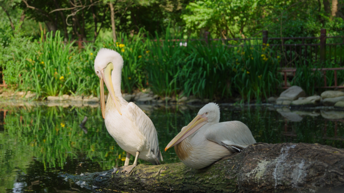 湿地鸟鸟类自然保护生态濒危动物珍稀物种